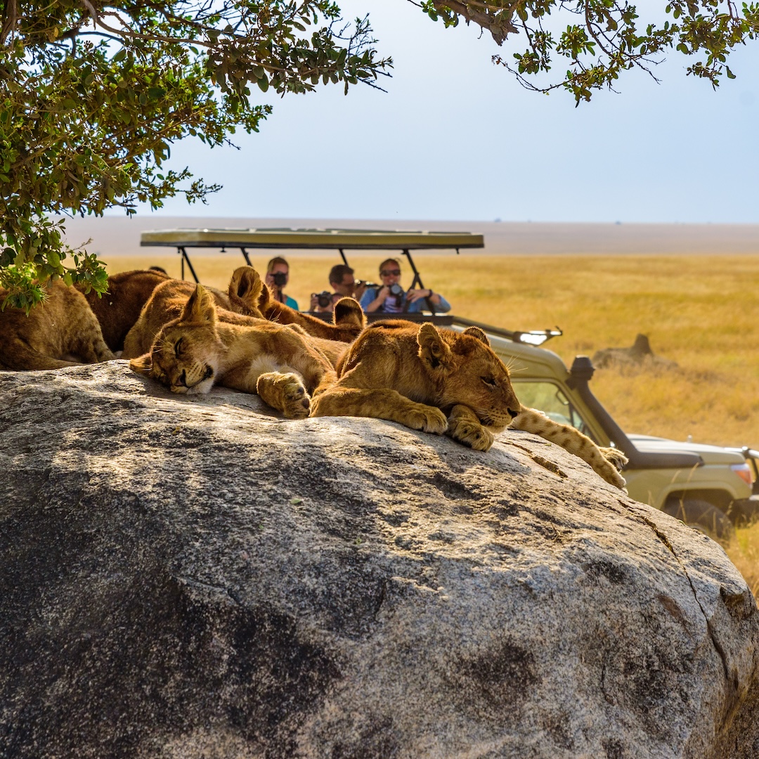 South African Cape Town City Tour & Safari